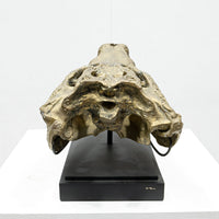 Ateliers C&S Davoy / GOLD CROCODILE HEAD ON