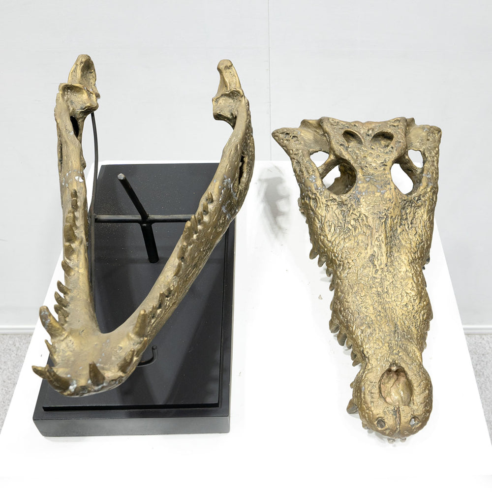 Ateliers C&S Davoy / GOLD CROCODILE HEAD ON